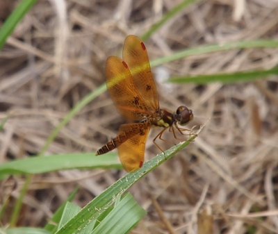 [An eastern amberwing is perched at the tip of a blade of grass. One can see a blade of grass in the distance through the wing of the dragonfly. One of the wings is positioned in front of the dragonfly's body, but the body is clearly visible through it.]